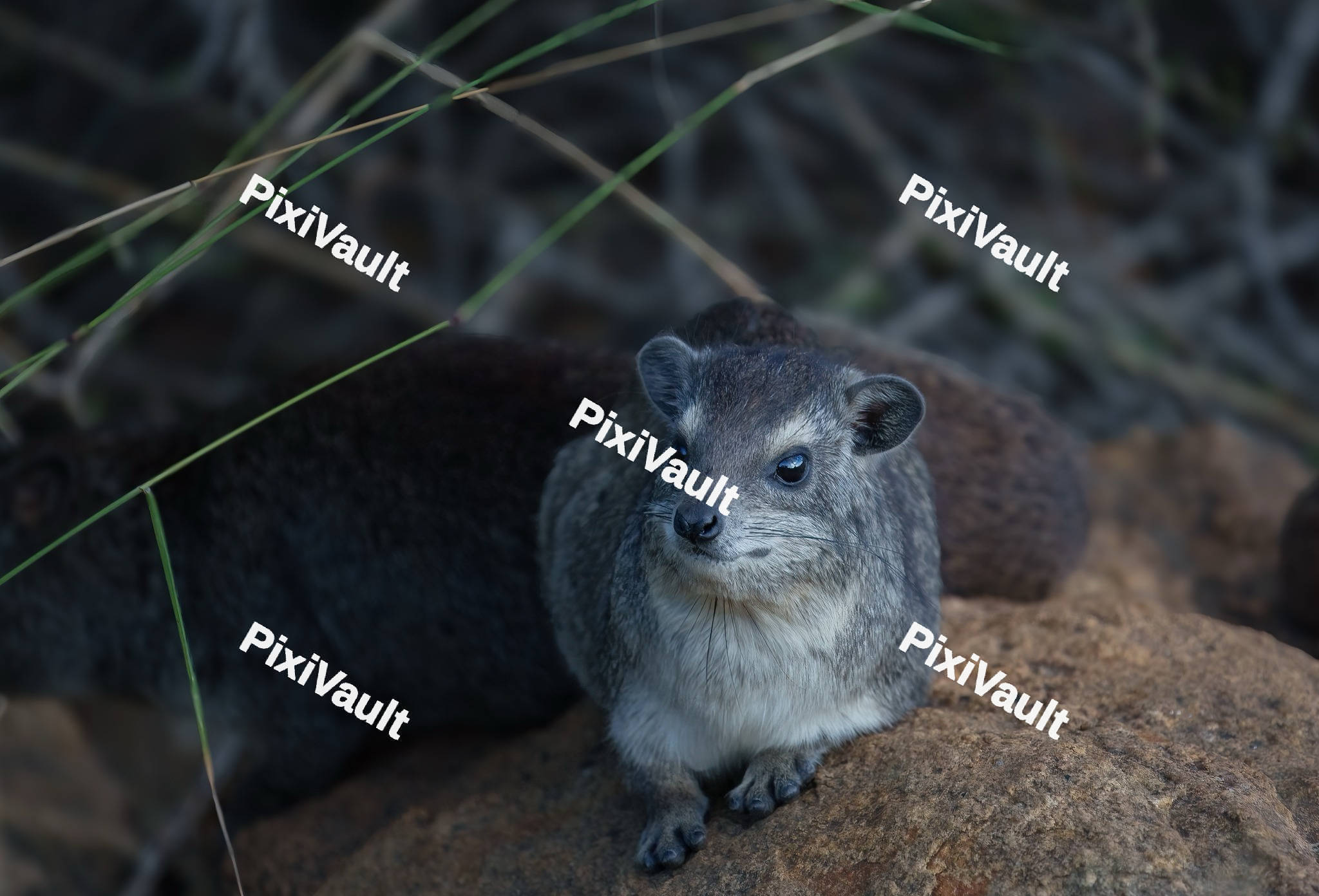 Rock Hyrax